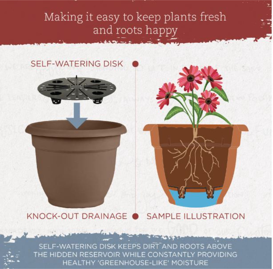 بلويم أريانا ليفينج - وعاء زرع أخضر، 6 بوصات